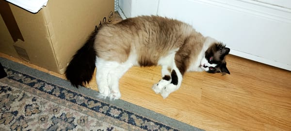 Kaki
