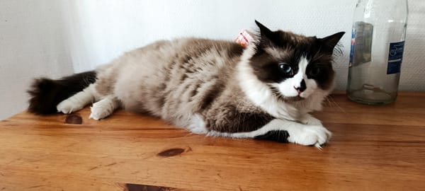 Kaki