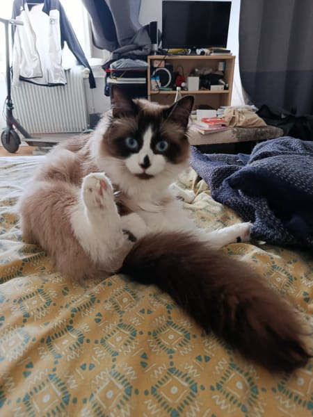 Kaki