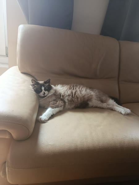 Kaki