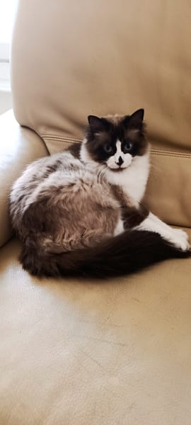 Kaki