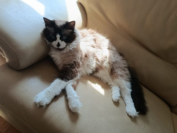 Kaki