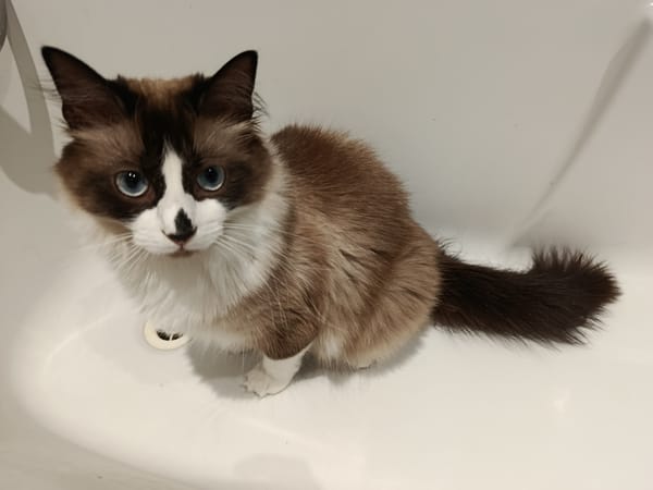 Kaki