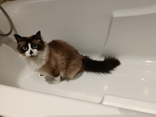 Kaki