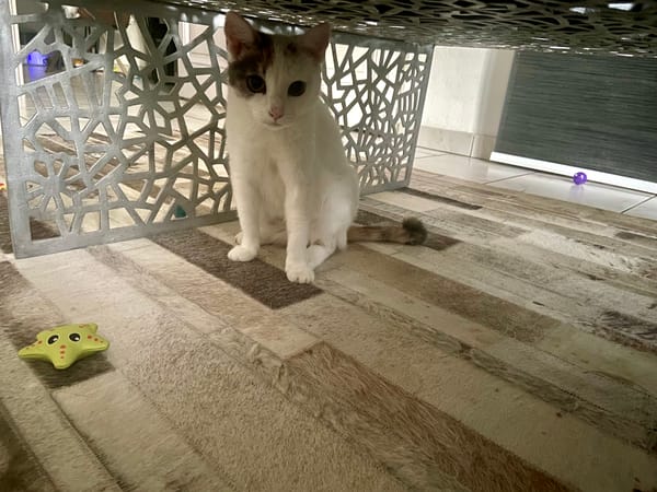 Didi
