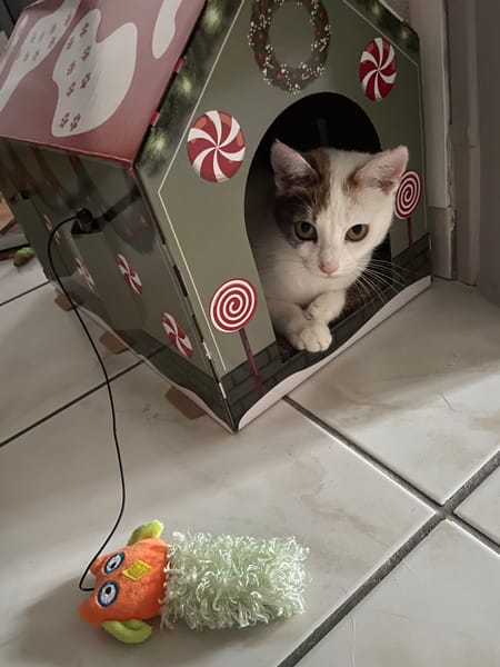 Didi