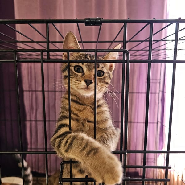 Chatons