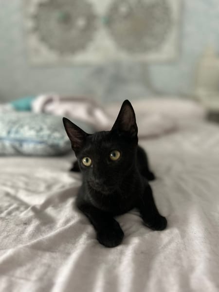 Kuro