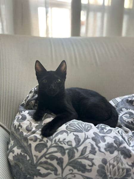 Kuro