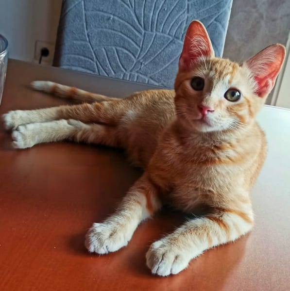 Rubius