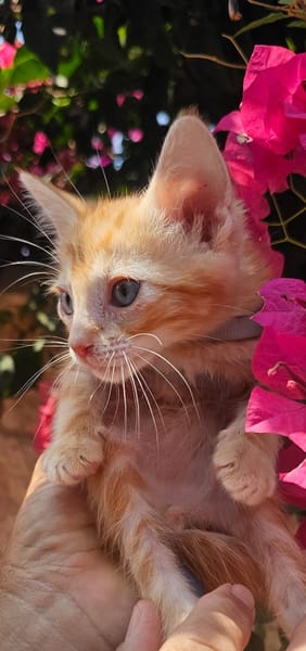 Kuki