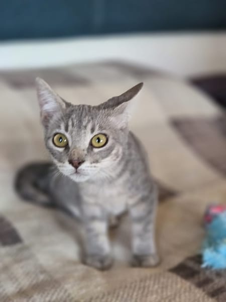 Pequitas