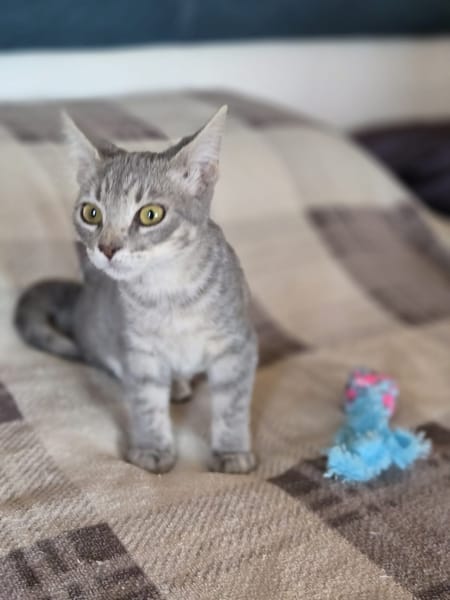 Pequitas