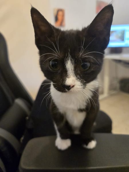 Miaa