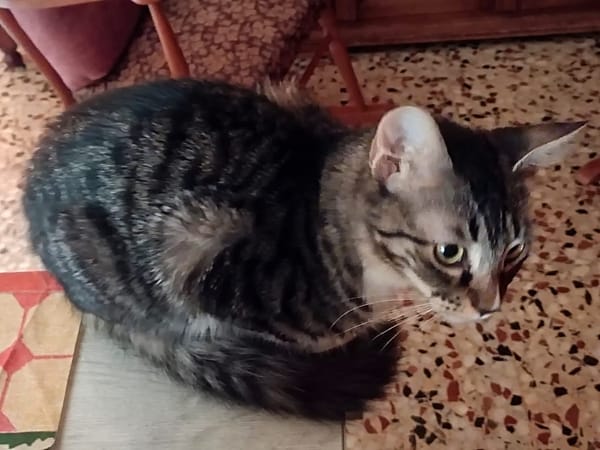Mika