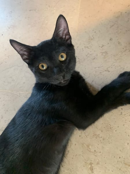 Tchalla