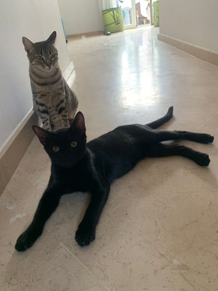 Tchalla