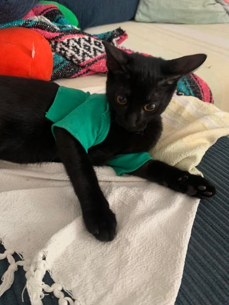 Tchalla