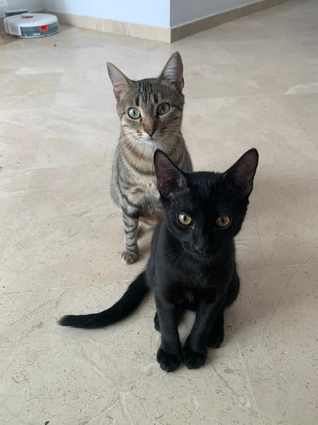 Tchalla