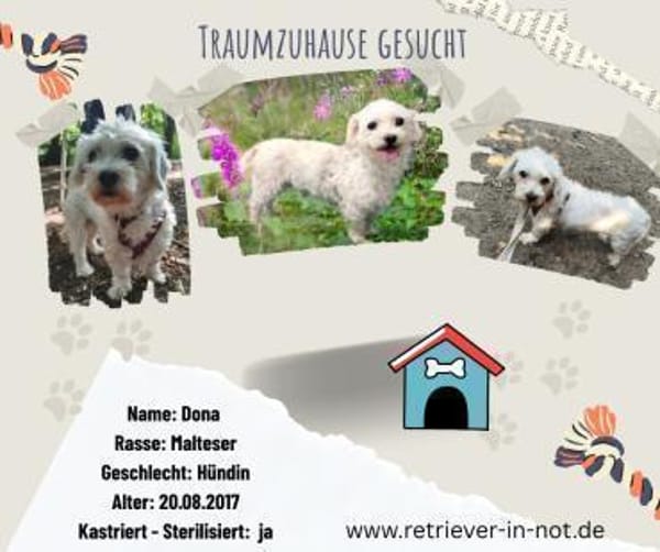 Malteser Dona sucht ihr Glück