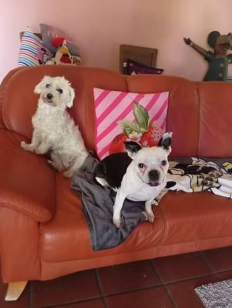 Malteser Dona sucht ihr Glück