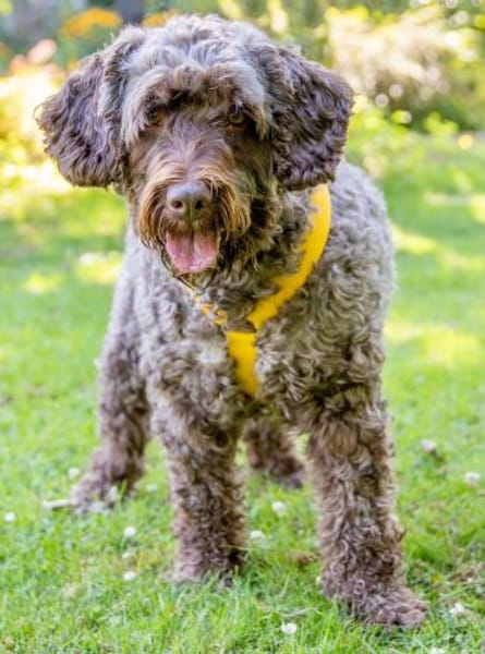Mia7 sucht ein Zuhause/Pflegestelle