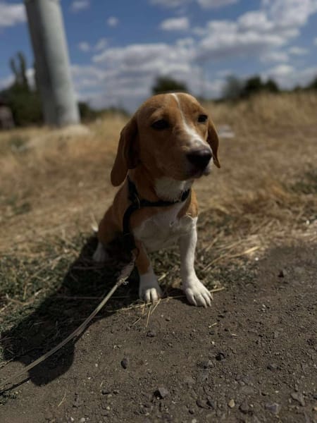 🐾❤ MILA, ca. 1 Jahr, 28cm
