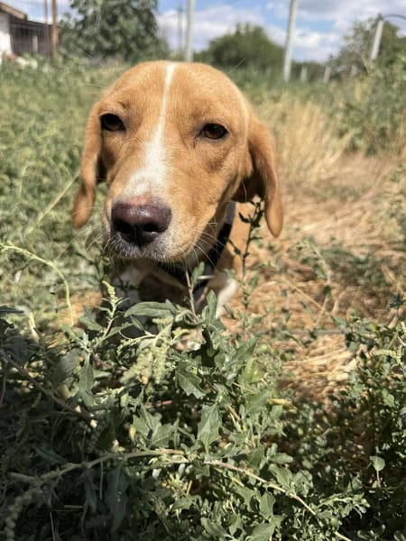 🐾❤ MILA, ca. 1 Jahr, 28cm
