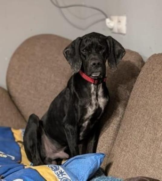 Pluto ein liebevoller English Pointer