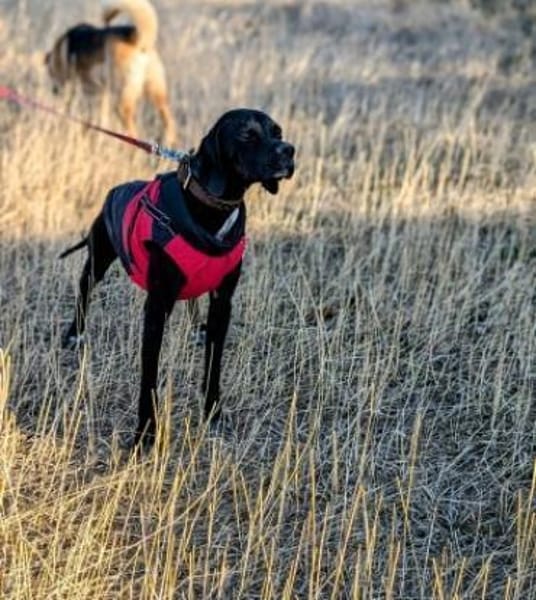 Pluto ein liebevoller English Pointer