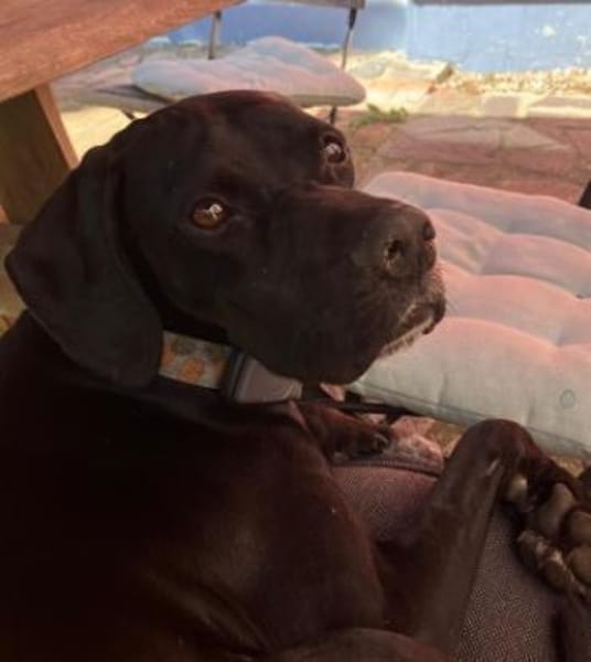Pluto ein liebevoller English Pointer