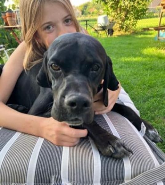 Pluto ein liebevoller English Pointer