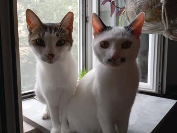 HILDA & BENNI  VERSPIELTES KATZENDUO