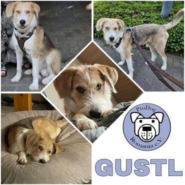 GUSTL -junger, lebensfroher Charmeur-