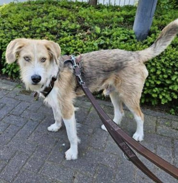 GUSTL -junger, lebensfroher Charmeur-