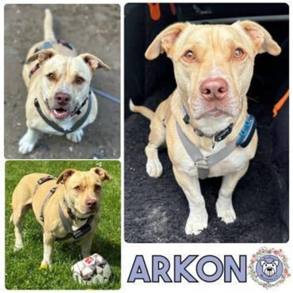 ARKON -Sonnengenießer mit Charakter-