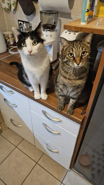 Lilly & Frankie Verschmustes Dreamteam