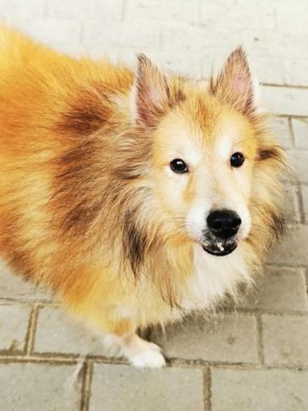 Chicko, netter Senior