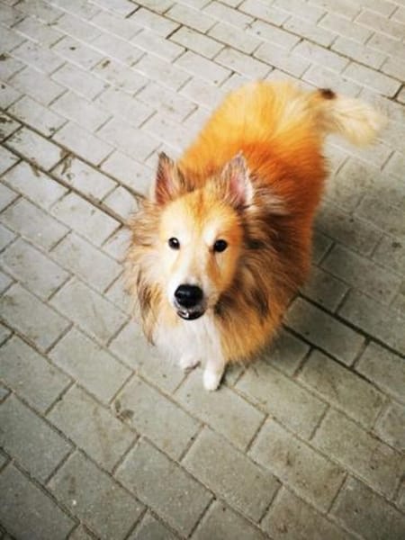 Chicko, netter Senior