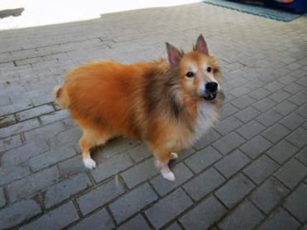 Chicko, netter Senior