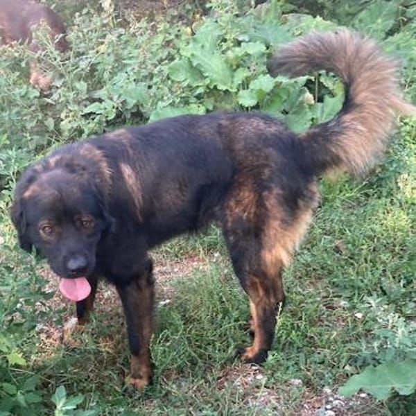 Leonbergermischling Michi sucht Familie