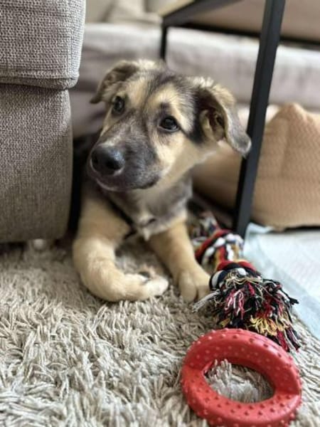 Kiko ist unser süßer Mini-Racker 🐾