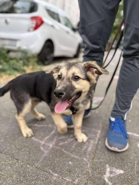 Kiko ist unser süßer Mini-Racker 🐾