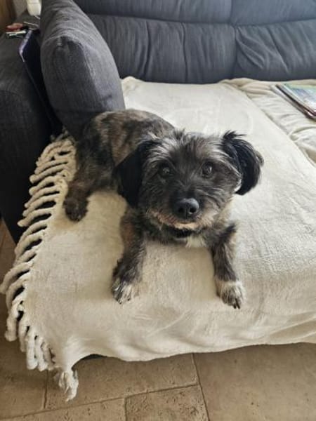 REMUS - er sucht eine neue Familie