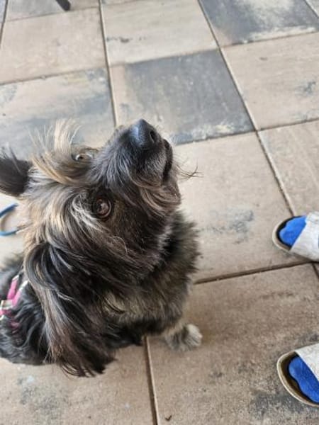 REMUS - er sucht eine neue Familie