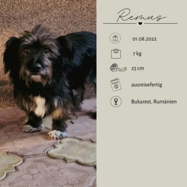 REMUS - er sucht eine neue Familie