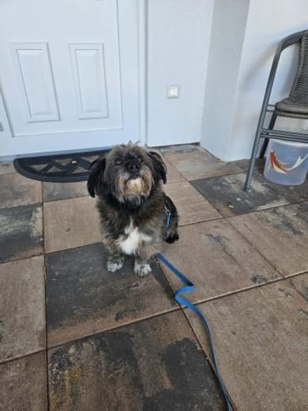 REMUS - er sucht eine neue Familie