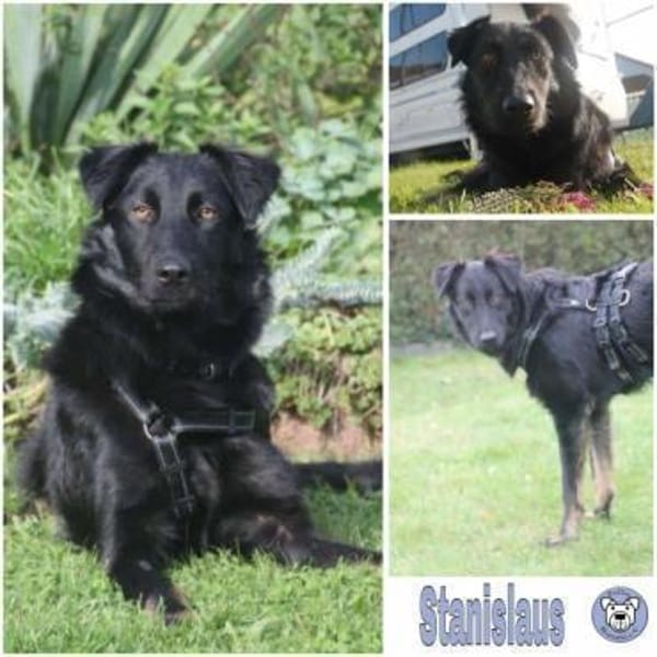 STANISLAUS -perfekter Begleiter-