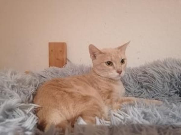 Lea  Sandfarbene Katzenschönheit