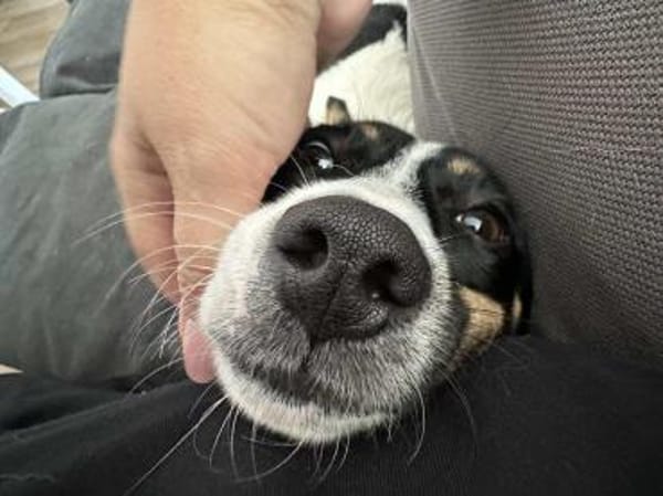 Snoopy ist ein verschmustes Zwergerl